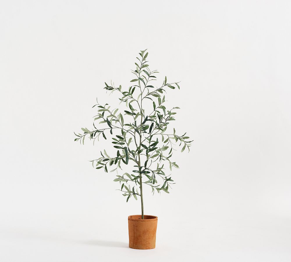 Faux Terracotta Potted Olive Tree Pottery Barn