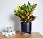 Modern Black Ceramic Indoor Planters with Wooden Stand