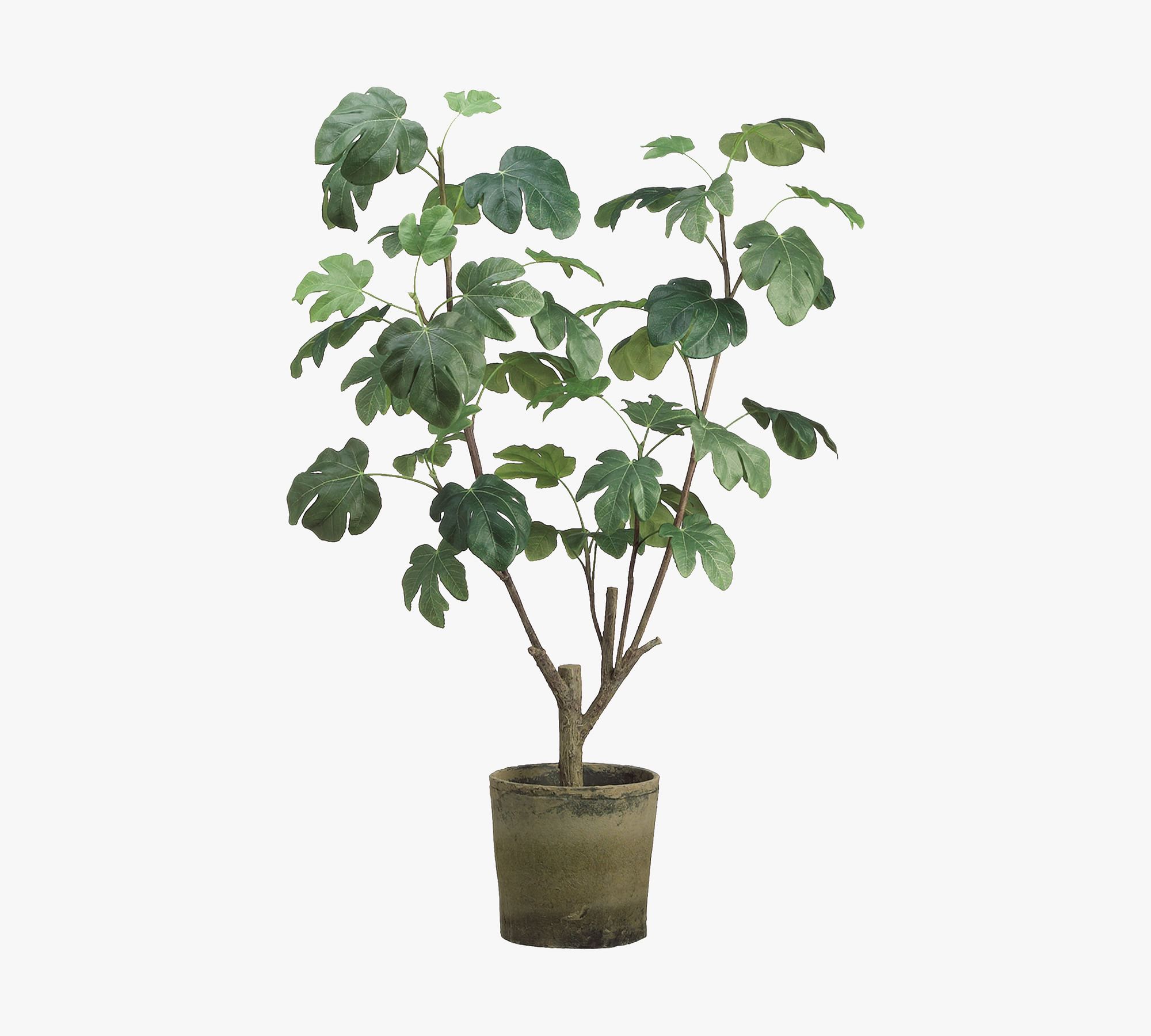 Faux Potted Fig Plant In Clay Pot