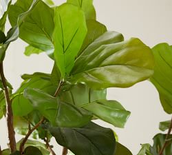 Faux Fiddle Leaf Fig Trees