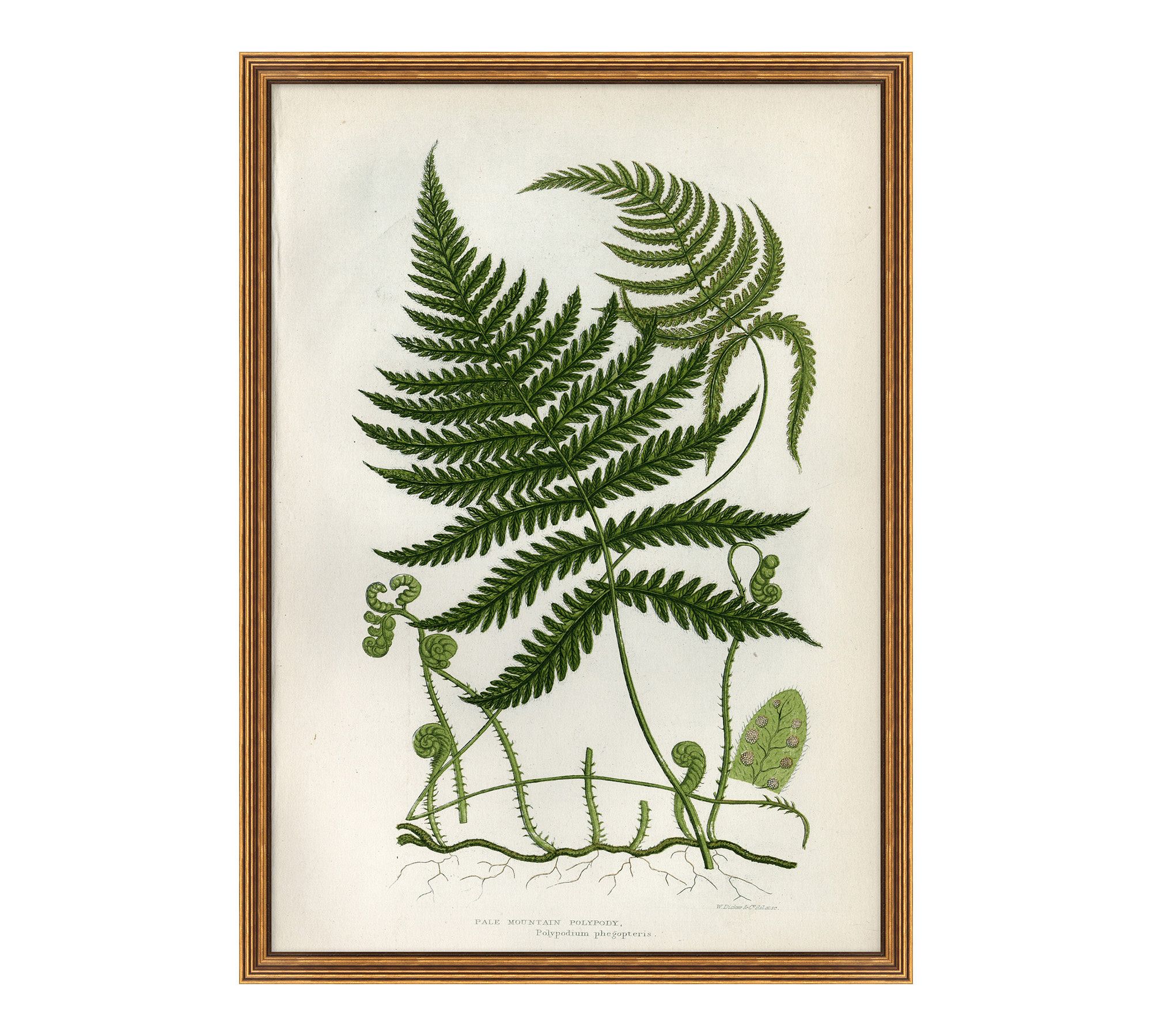 Spring Fern Framed Print