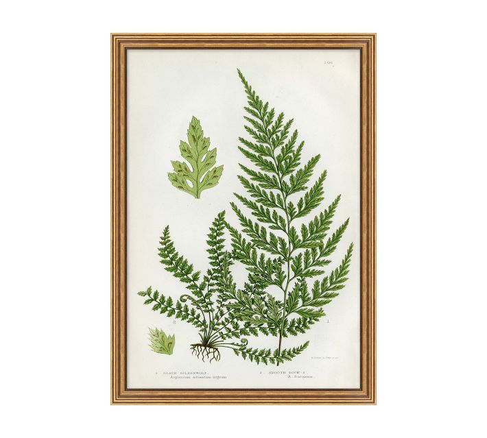 Spring Fern Framed Print Pottery Barn