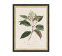 Vintage Botanical Framed Print