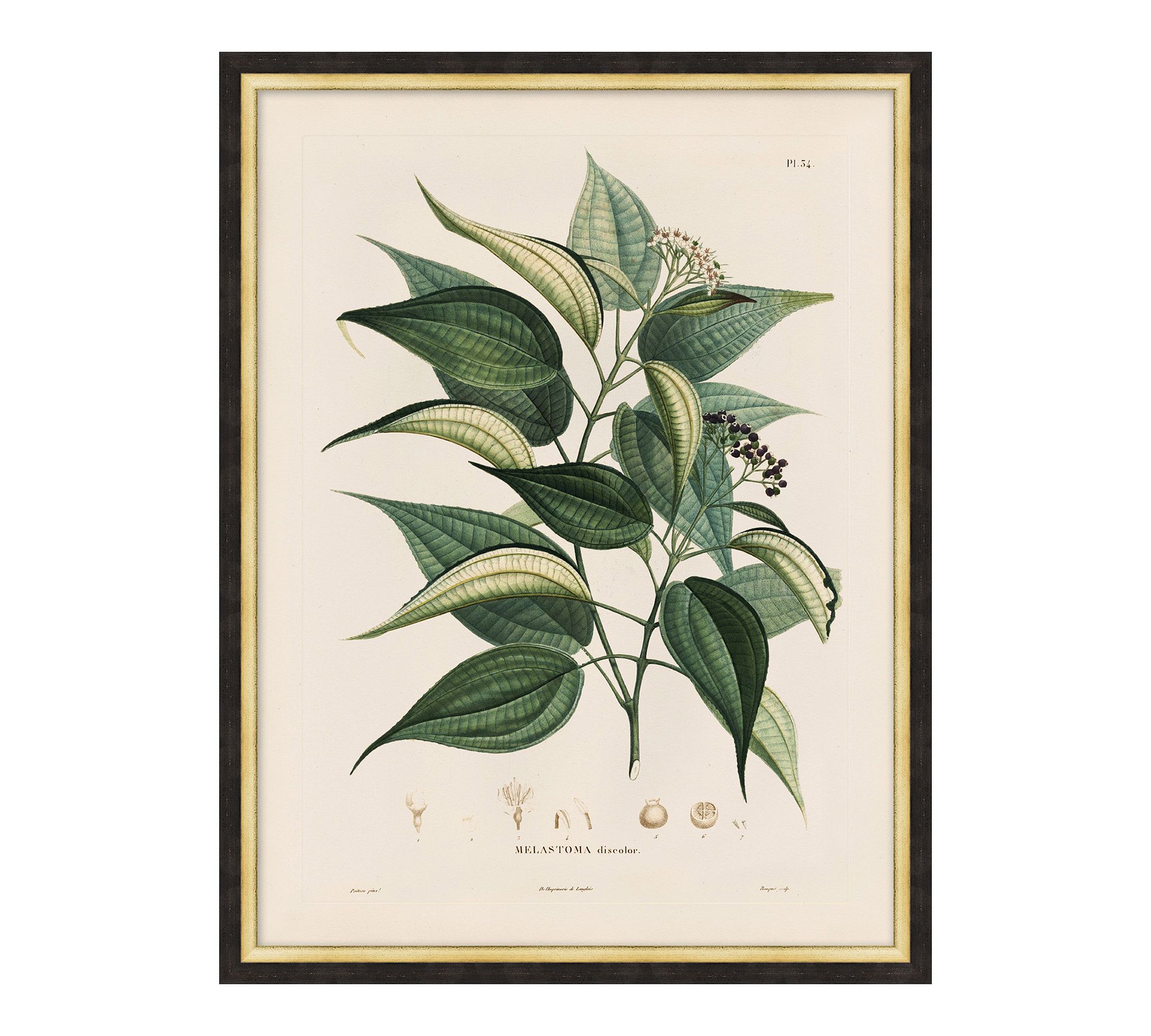 Vintage Botanical Framed Print