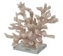 Branching Coral With Clear Glass Base