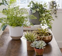 Faux Maidenhair Fern