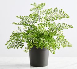 Faux Maidenhair Fern