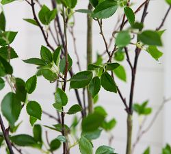 Faux Potted Citrus Tree