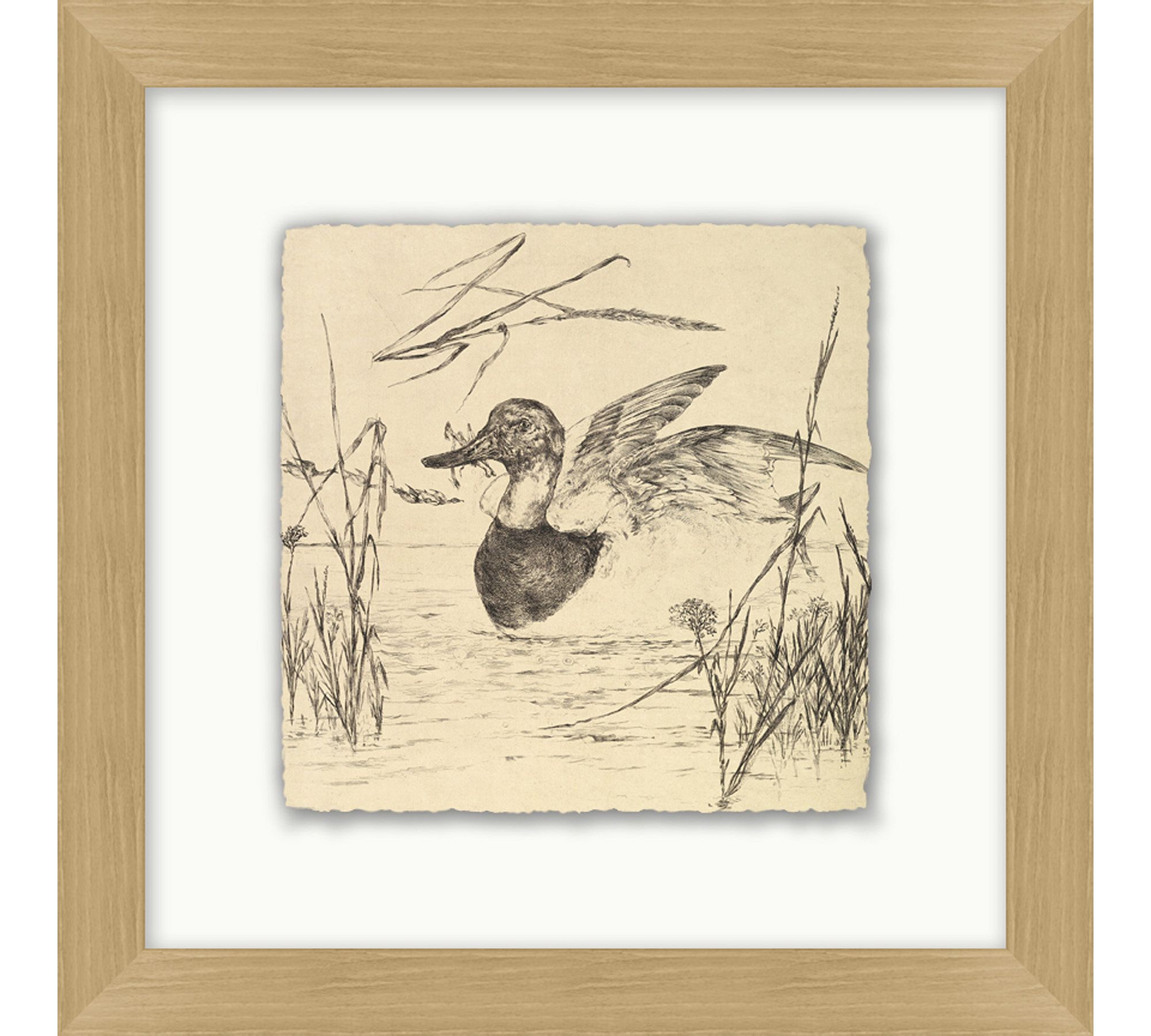 Fowl Sketch Framed Print