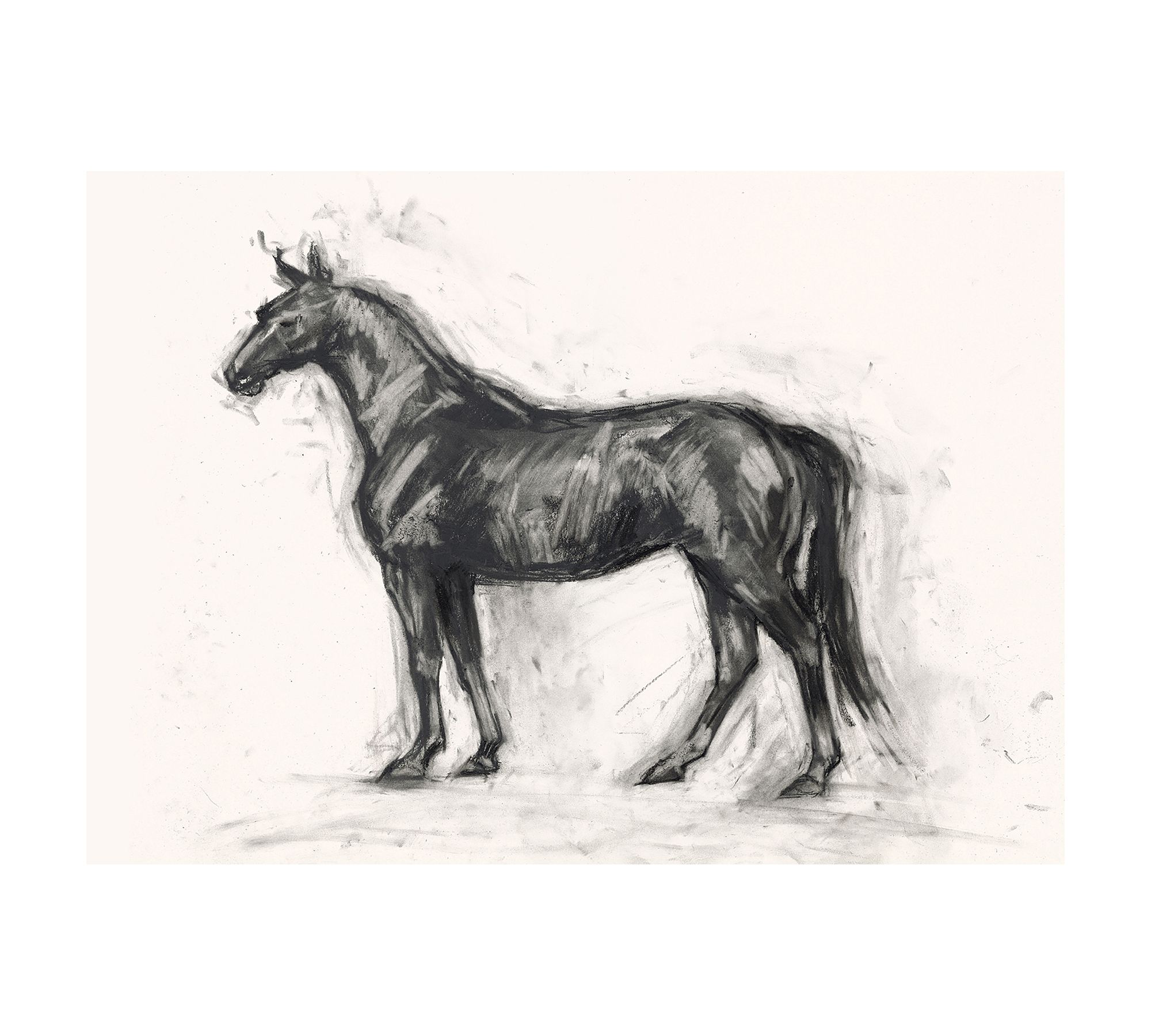 Charcoal Horse Sketch by Lauren Herrera