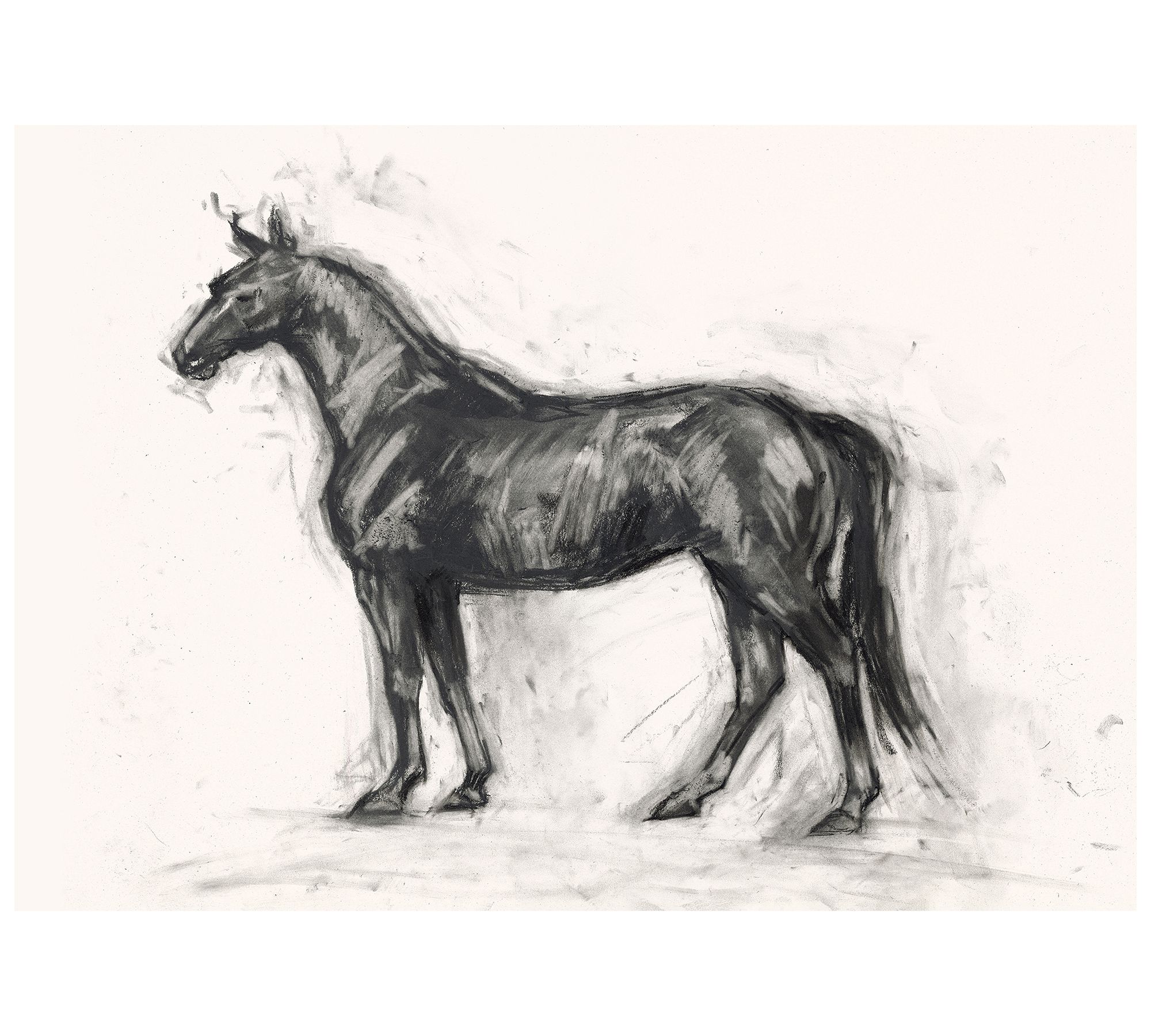 Charcoal Horse Sketch by Lauren Herrera