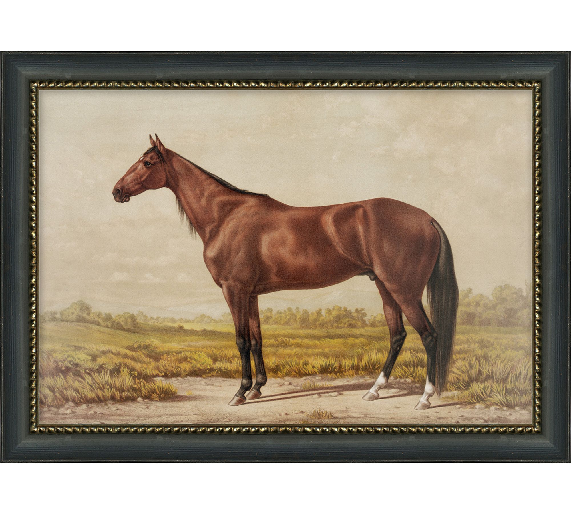 Apollo, Jasper, Samson, Hazel Framed Prints