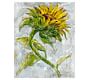 Sunflower Study by Lauren Herrera | Pottery Barn