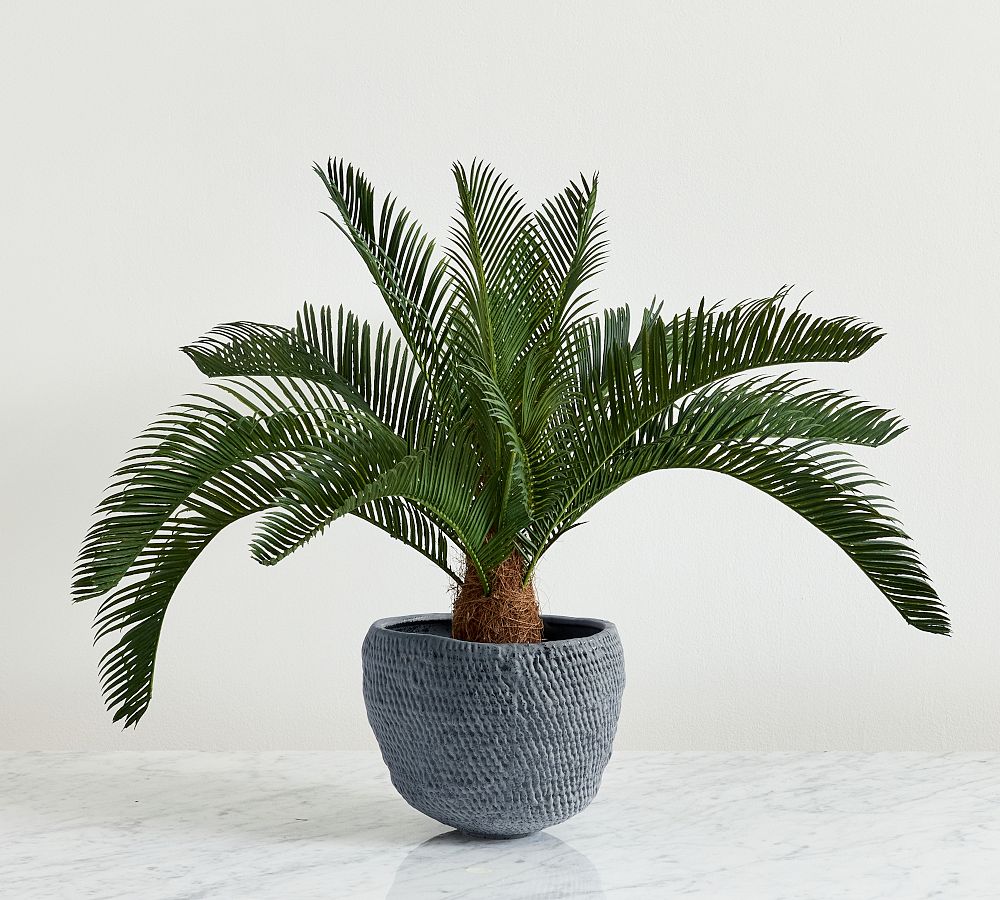 Pineapple Palm Potted Houseplant Pottery Barn