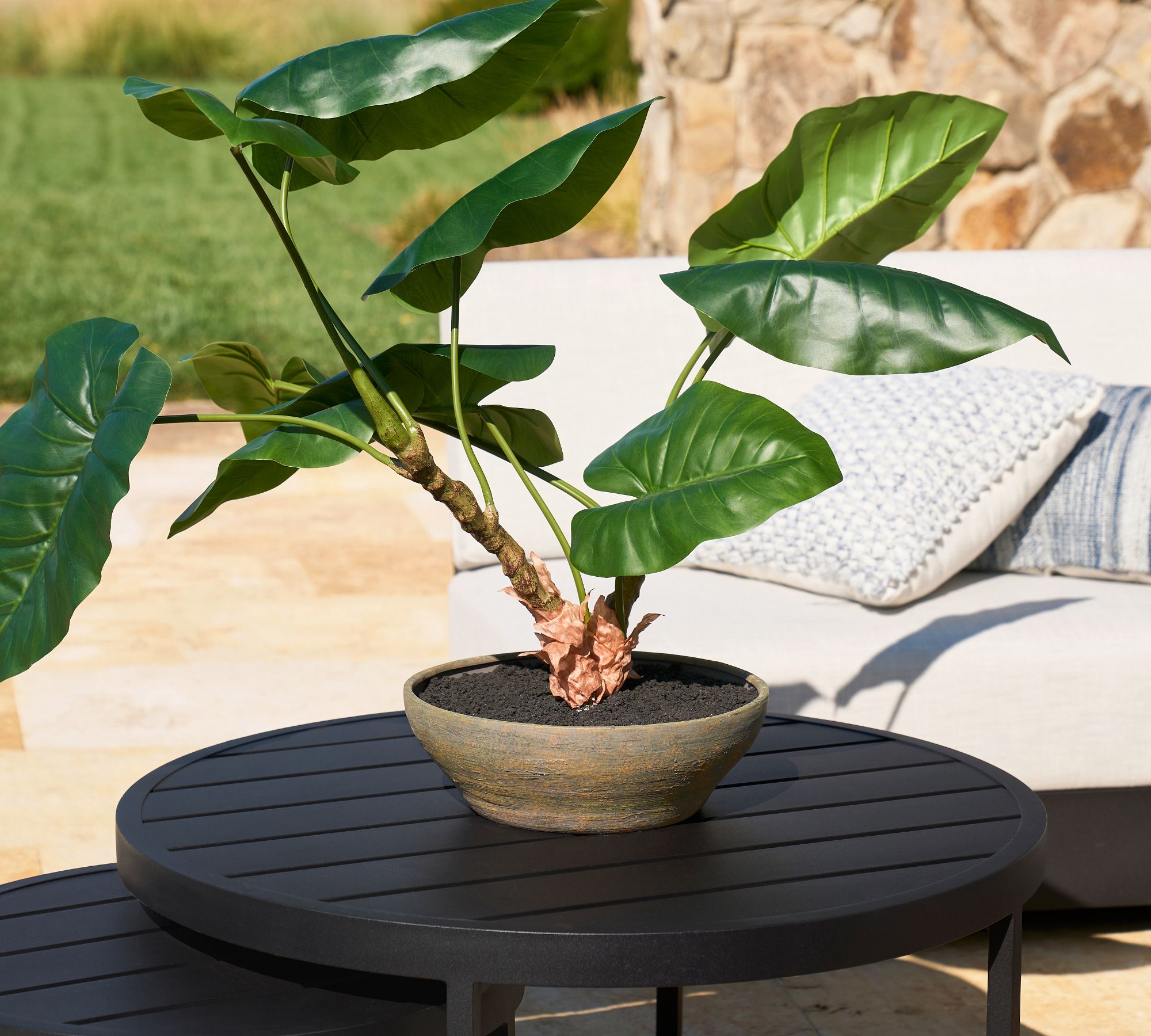 Faux Alocasia Bonsai Plant