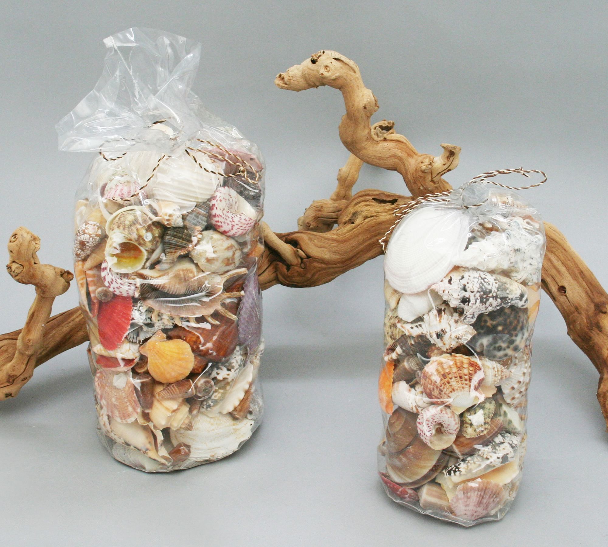 Mixed Shell Vase Filler