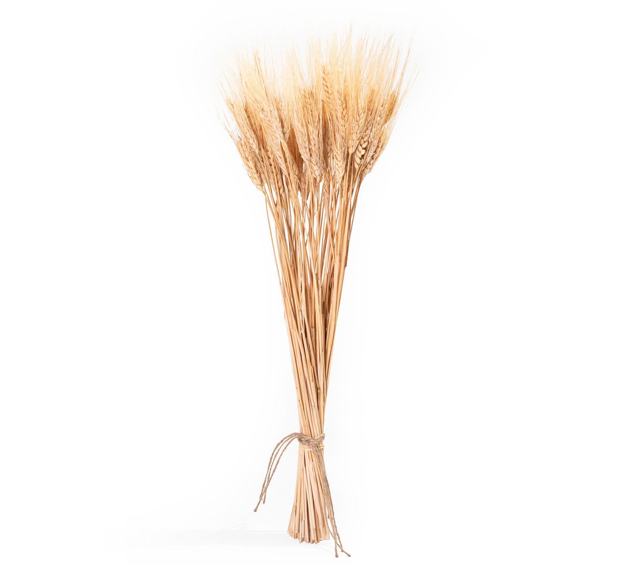 Dried Wheat Bundle