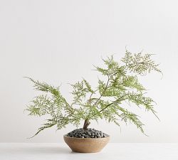 Faux Asparagus Fern