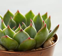 Fresh Succulents in Metal Planters