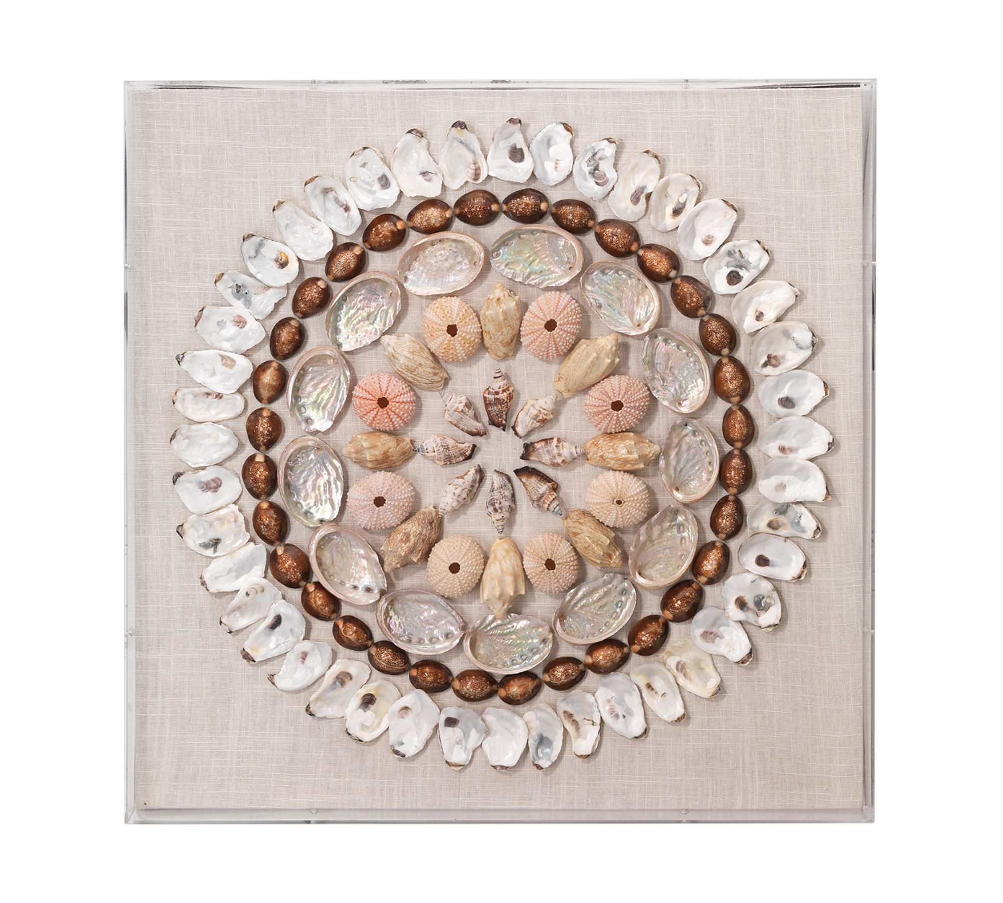 Sea Urchin Shadow Box Wall Art