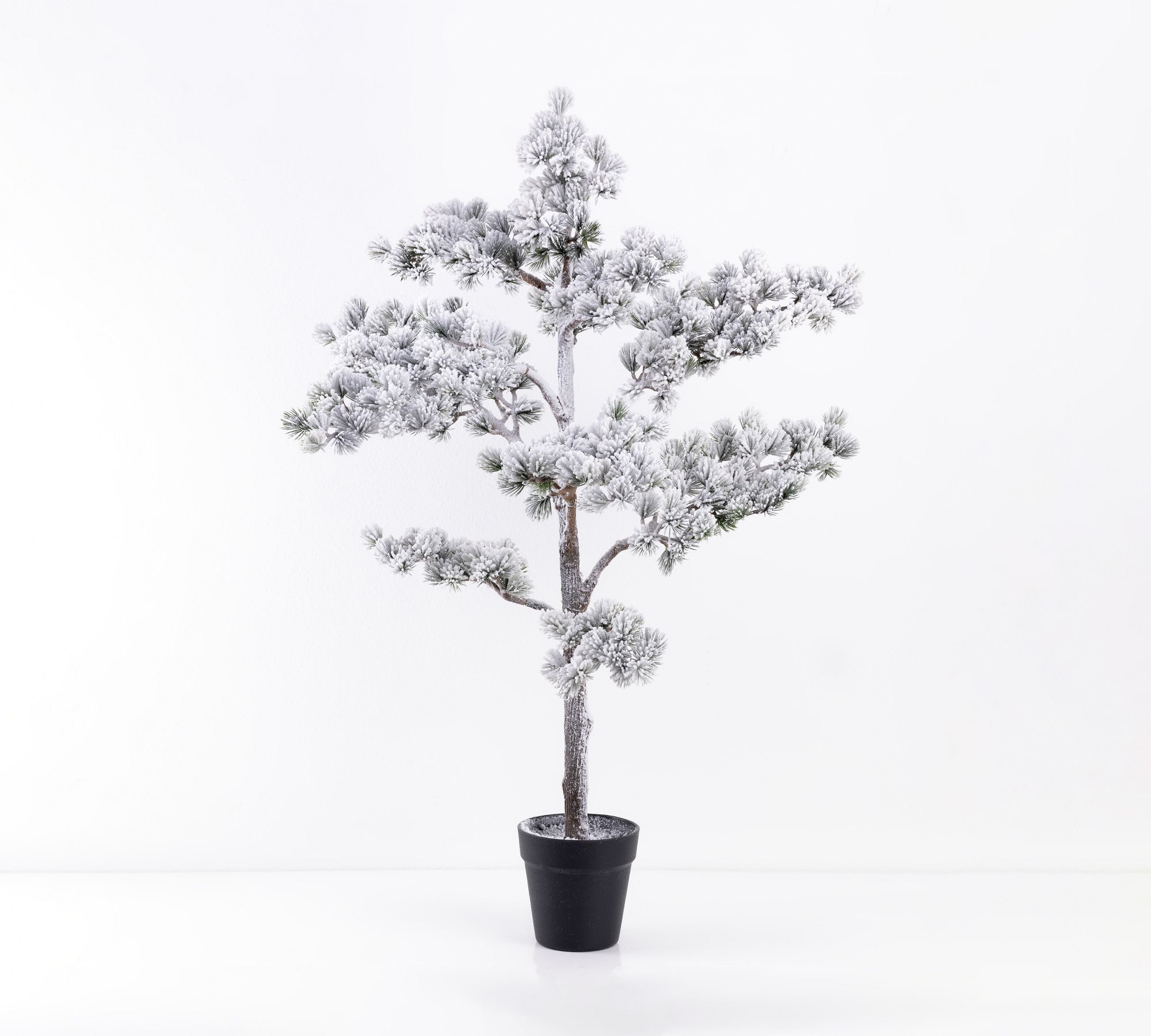 Potted Flocked Pine Tree