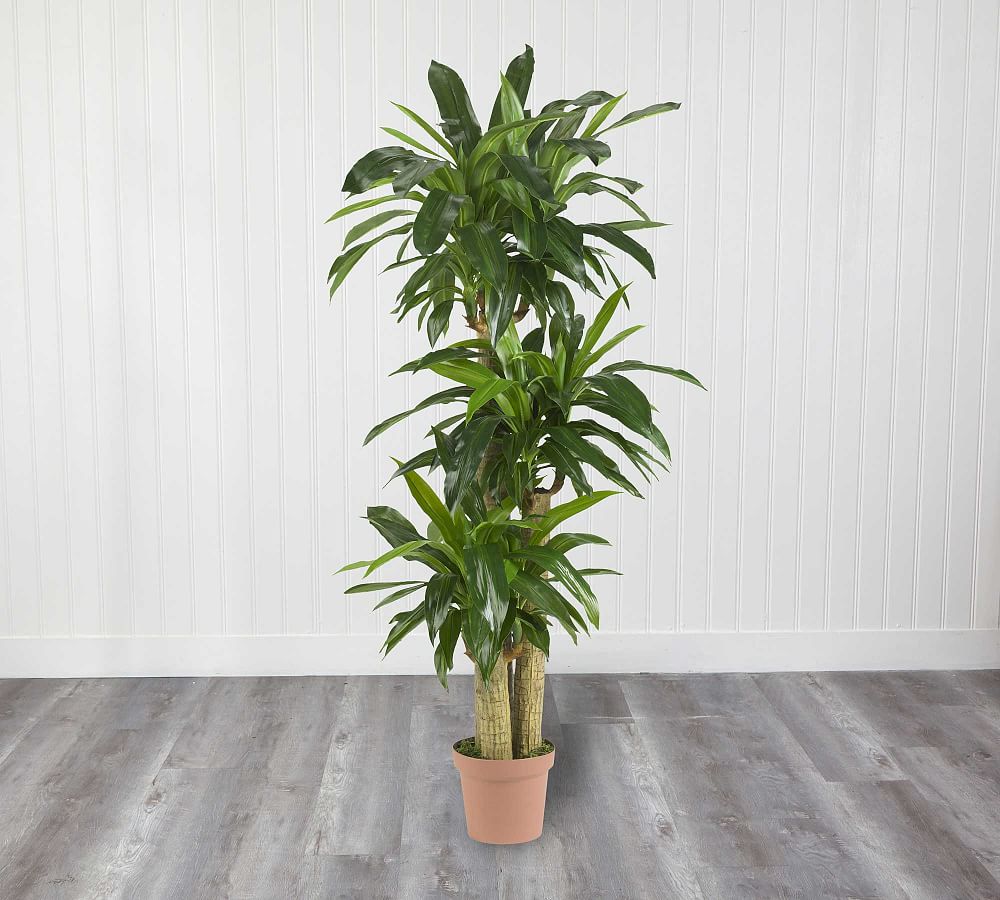 Faux Corn Stalk Dracaena Plant | Pottery Barn