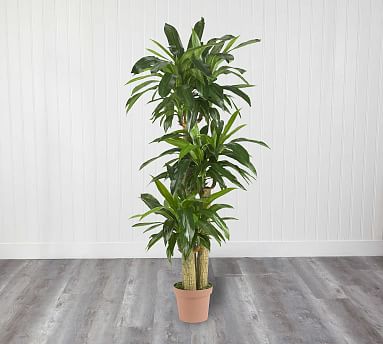 Faux Corn Stalk Dracaena Plant 