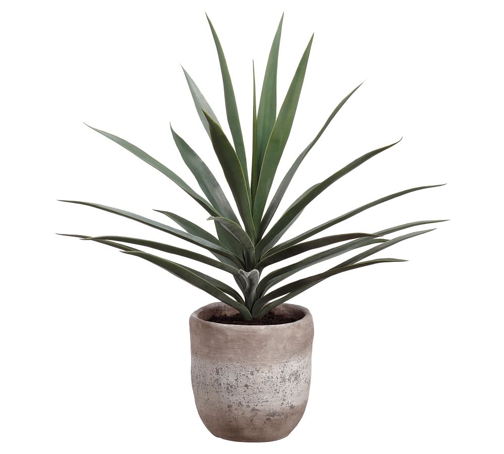 Faux Potted Yucca Plant Pottery Barn