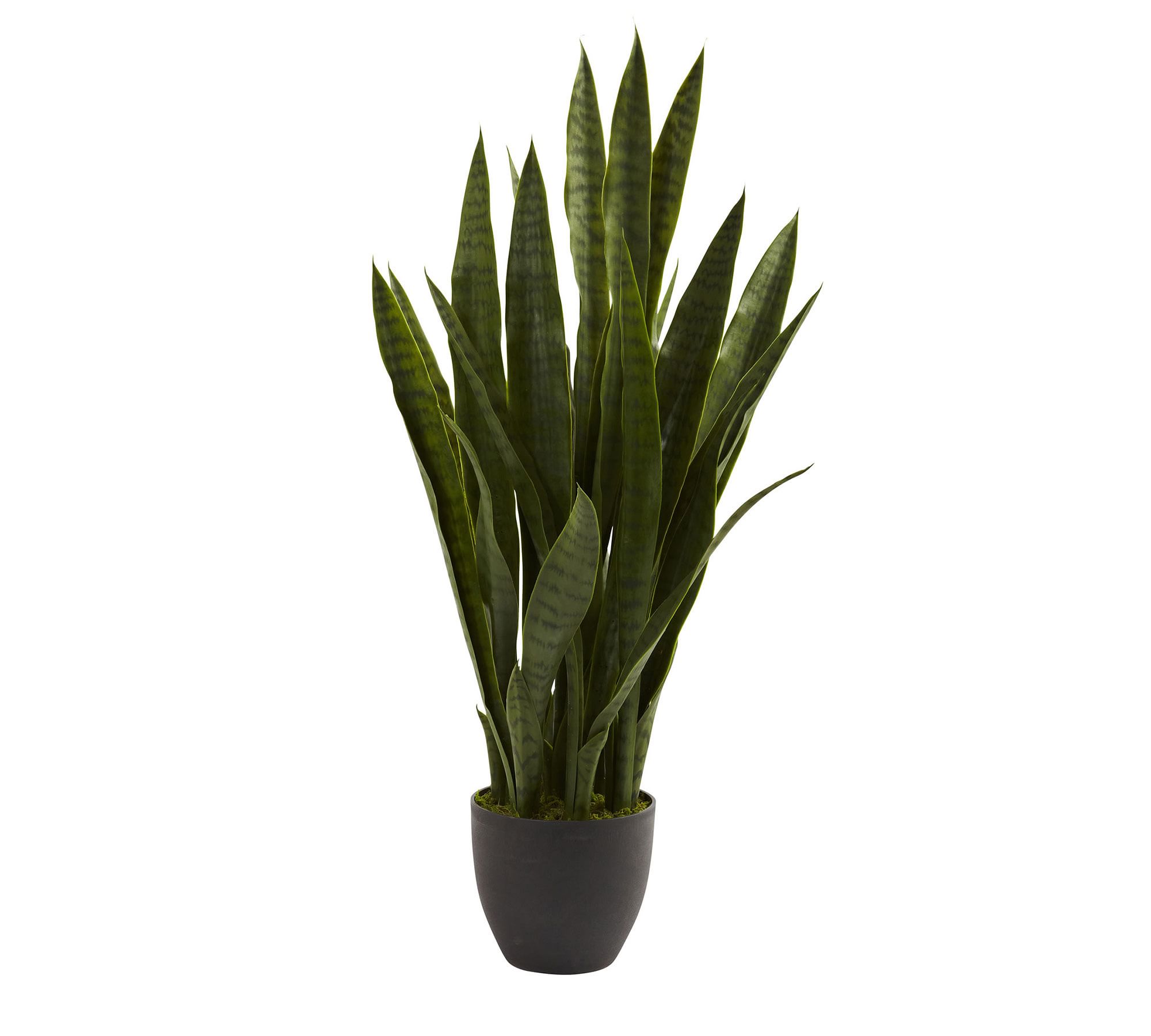 Faux Sansevieria