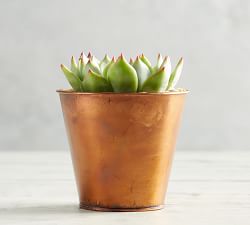 Fresh Succulents in Metal Planters