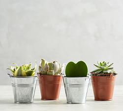 Fresh Succulents in Metal Planters