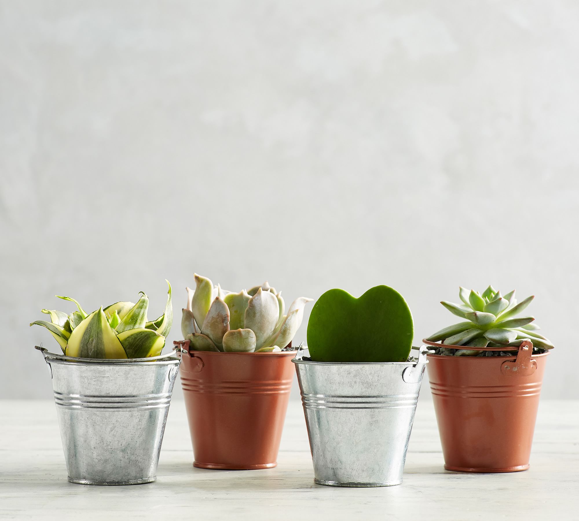 Fresh Succulents Metal Planters