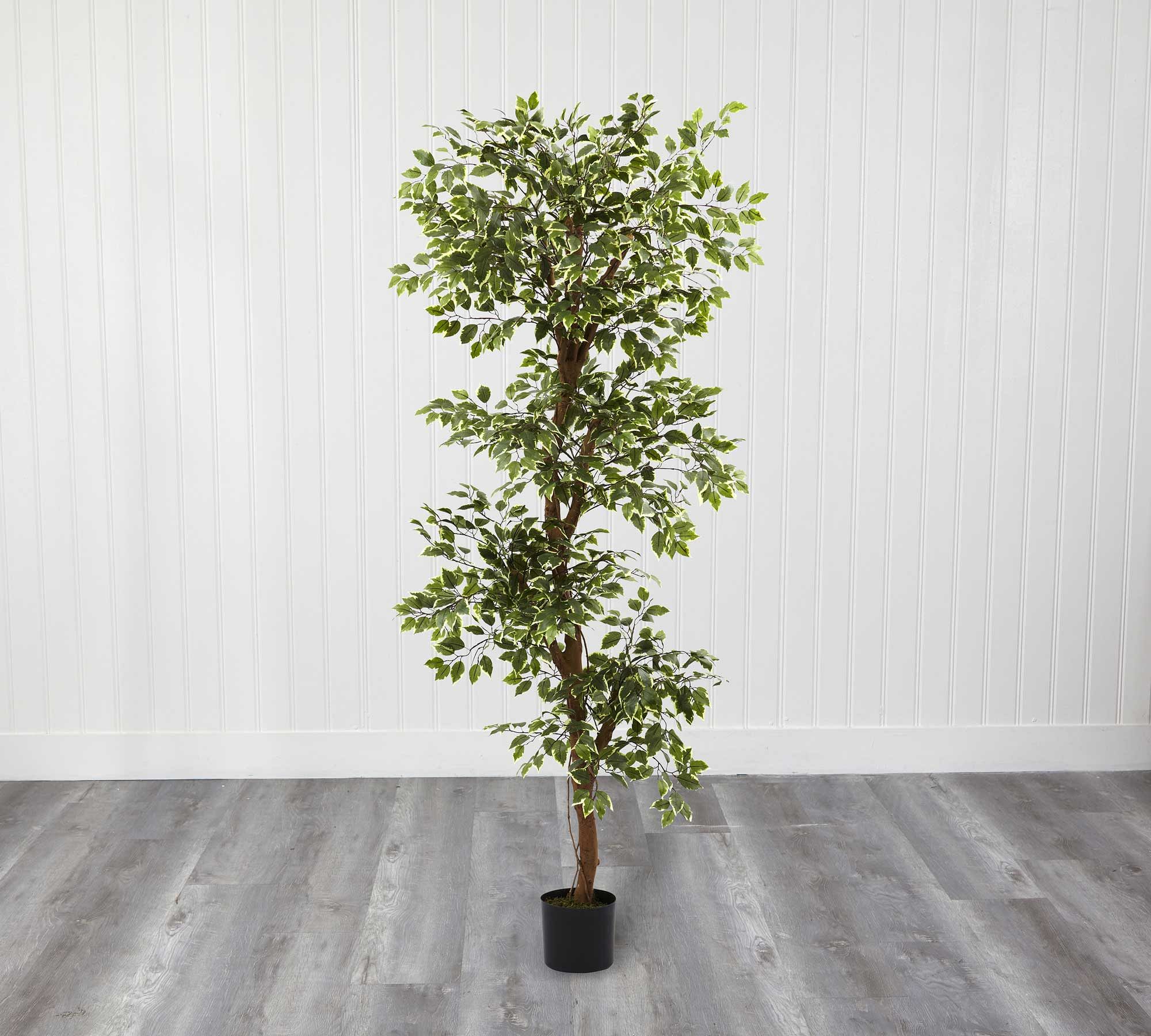 Faux Variegated Ficus Tree