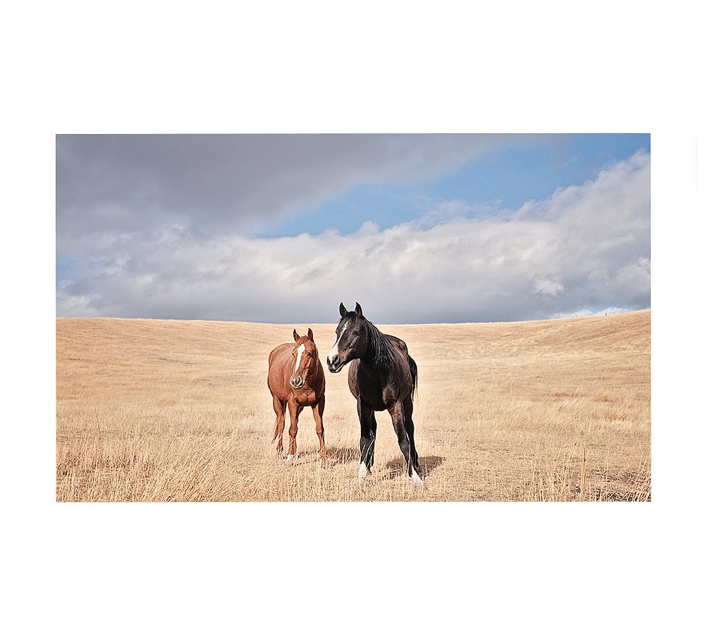 Open Range Horses by Jennifer Meyers | Pottery Barn