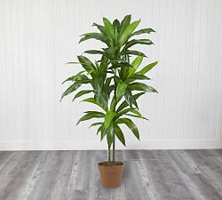 Faux Potted Dracaena Plant | Pottery Barn