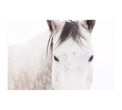 Light Mare Framed Prints by Jennifer Meyers