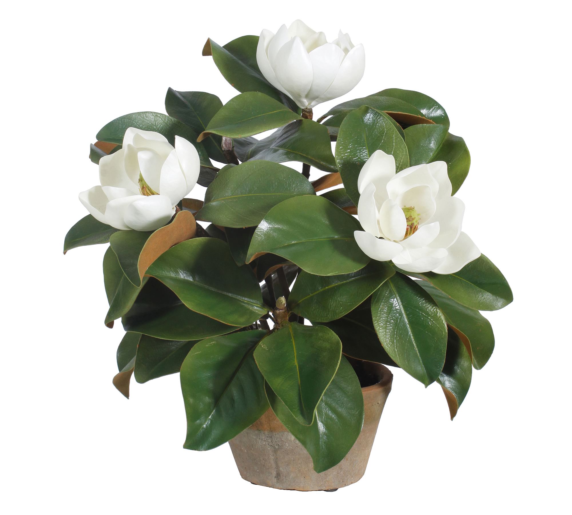 Faux Potted Magnolia