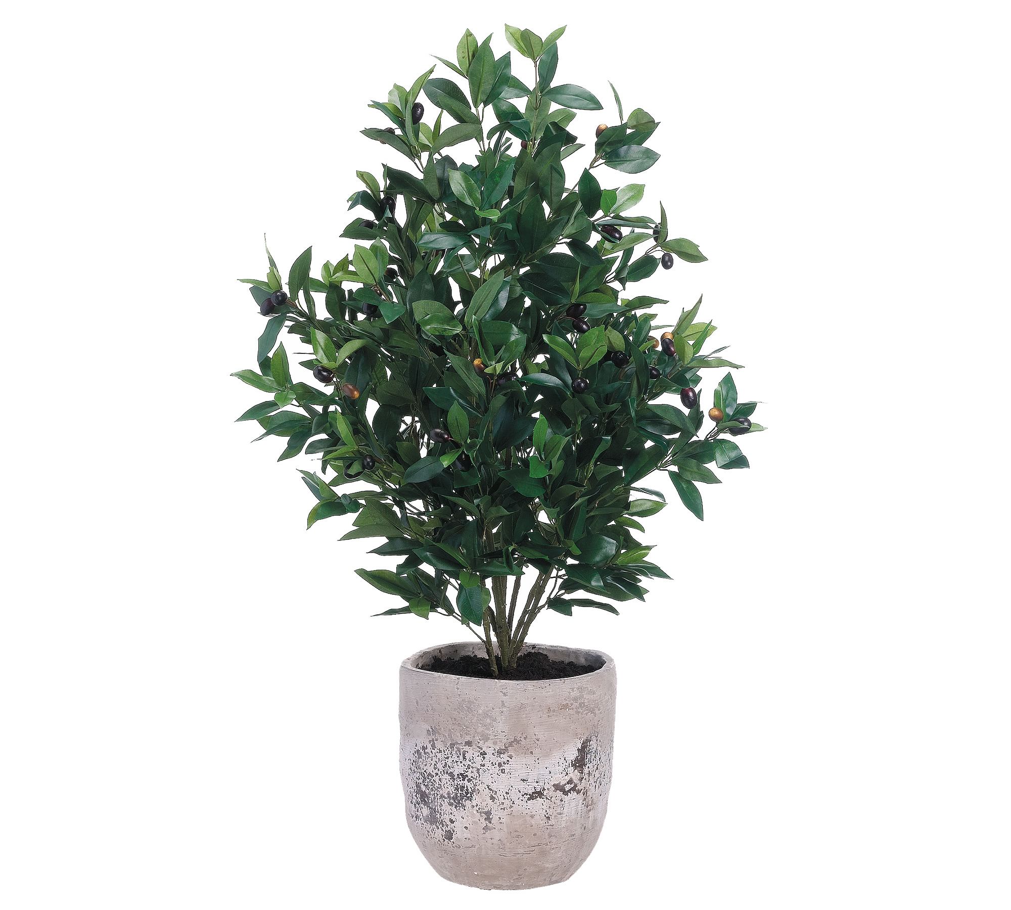 Faux Olive Tree in Cement Planter