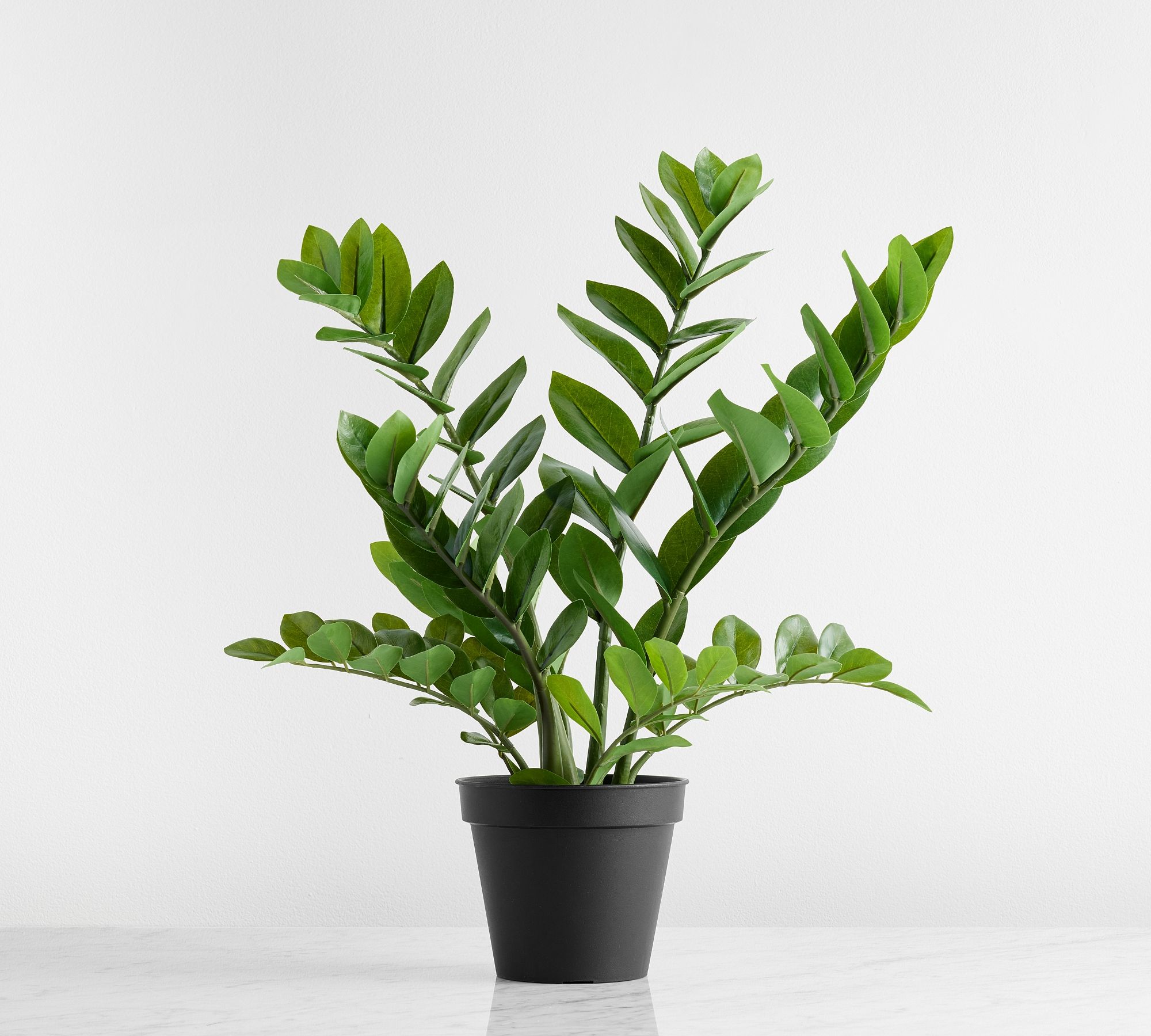 Faux ZZ Plant