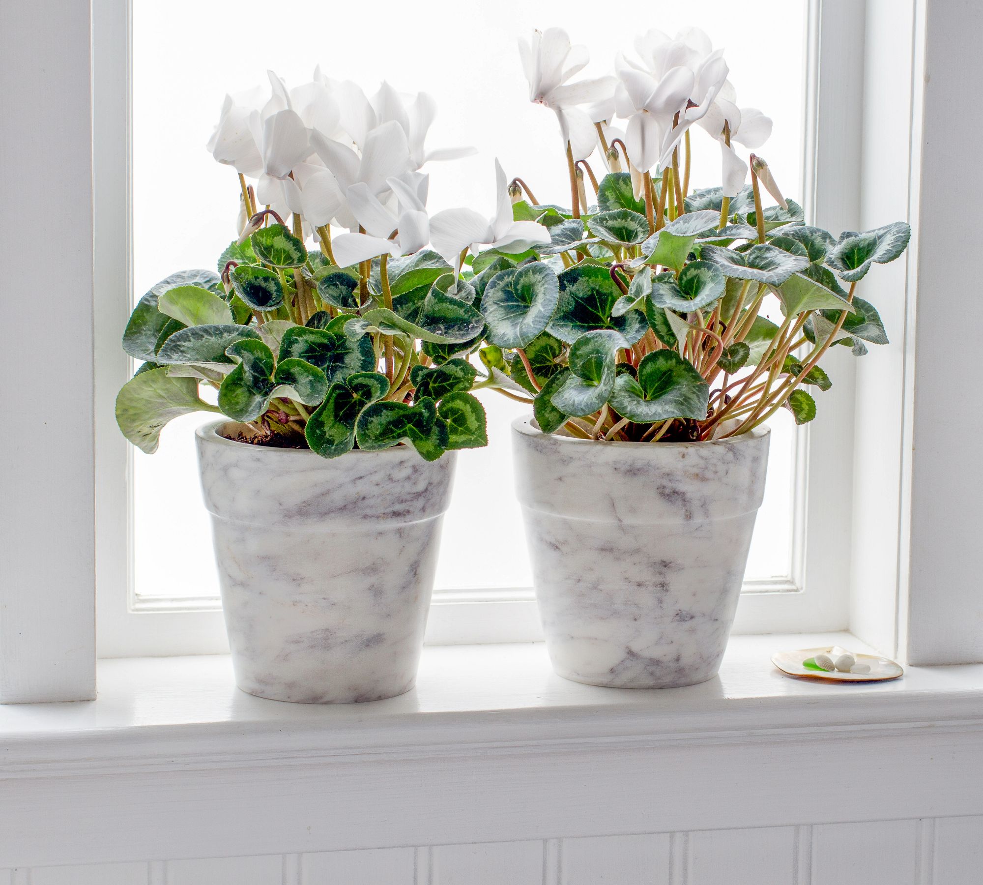 Marble Planters