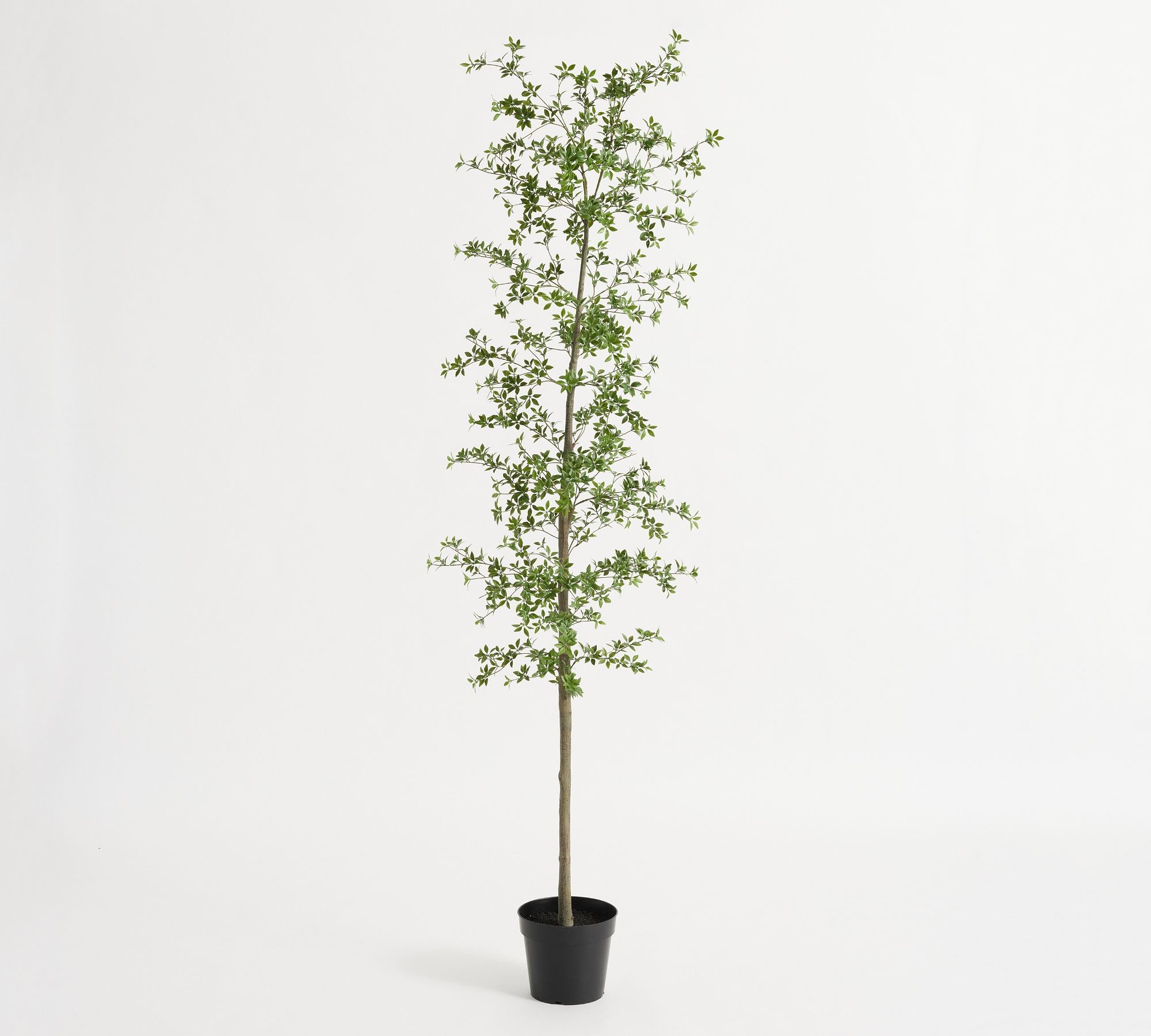 Faux Black Olive Tree