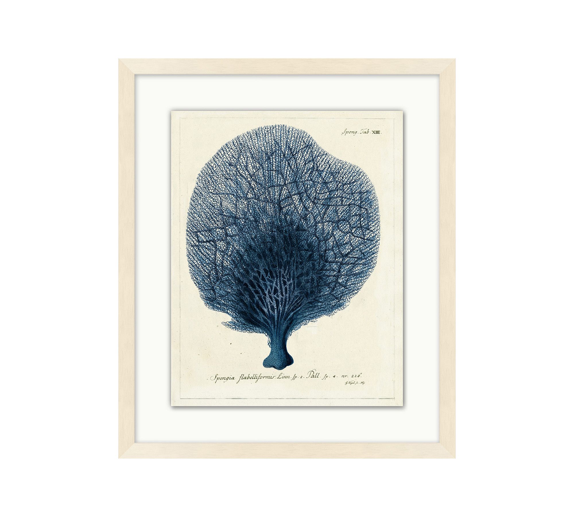 Navy Sea Fan Framed Print