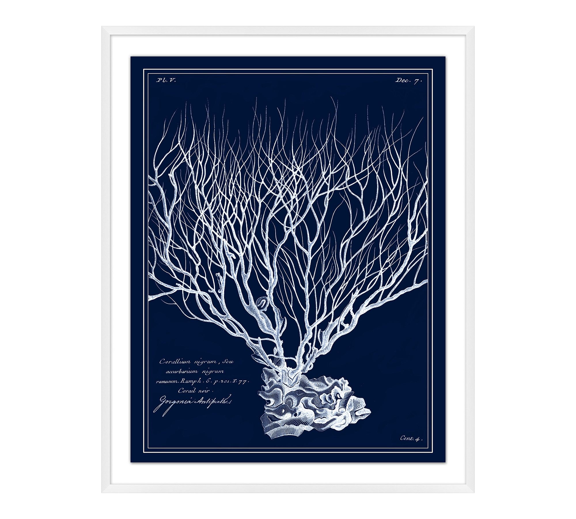 Inverted Sea Fan Framed Print