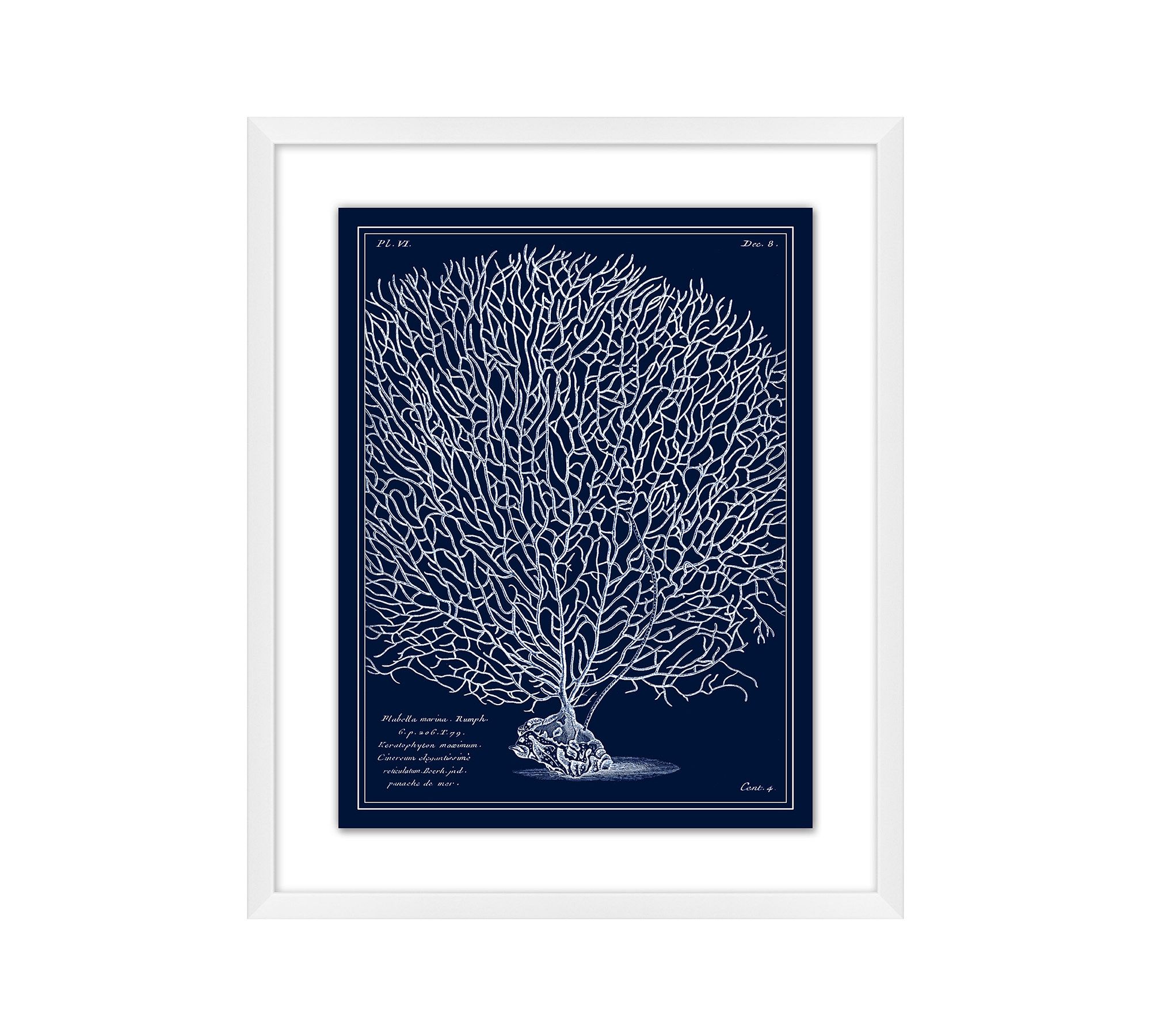 Inverted Sea Fan Framed Print