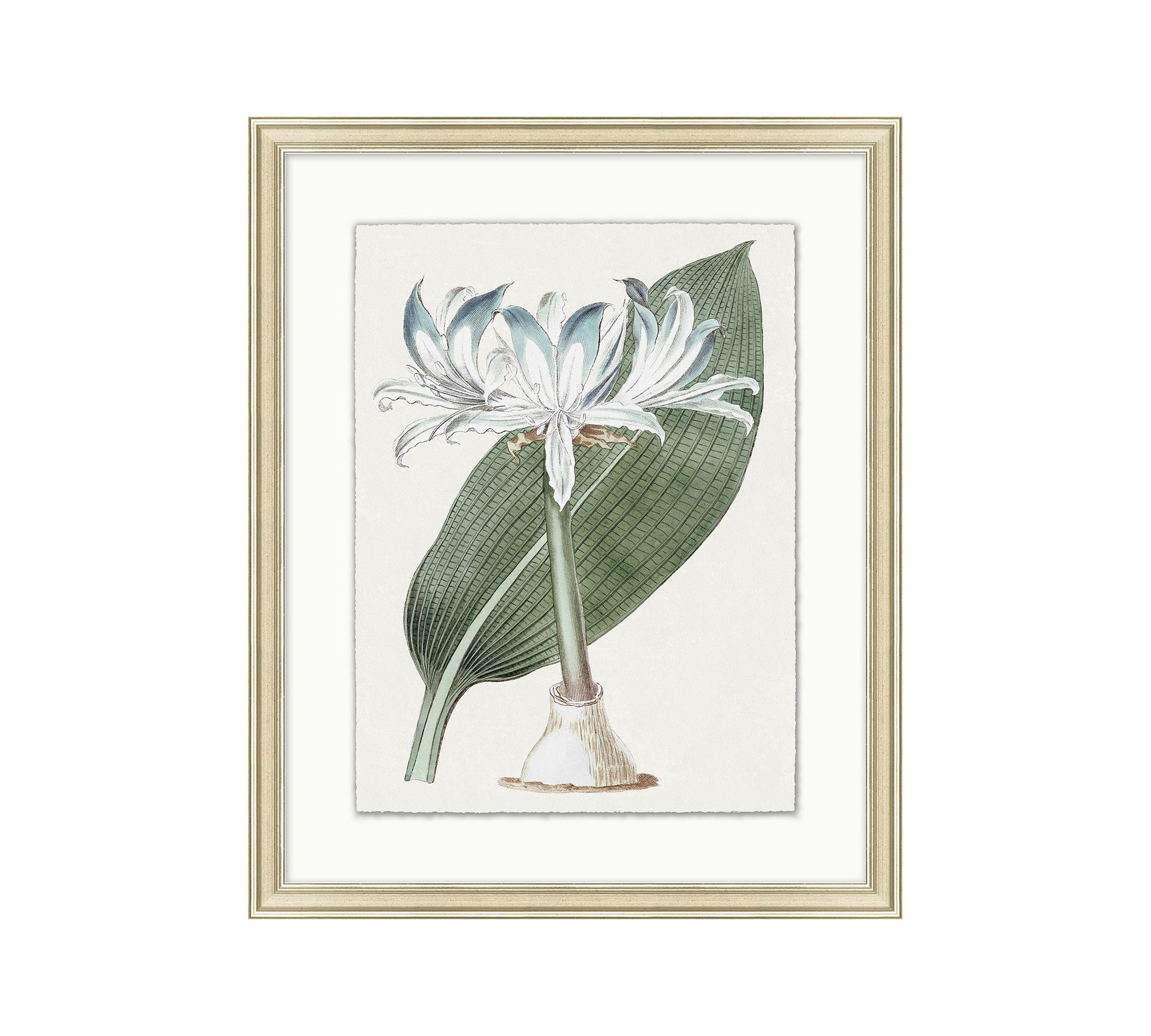 Muted Floral Illustration Framed Print