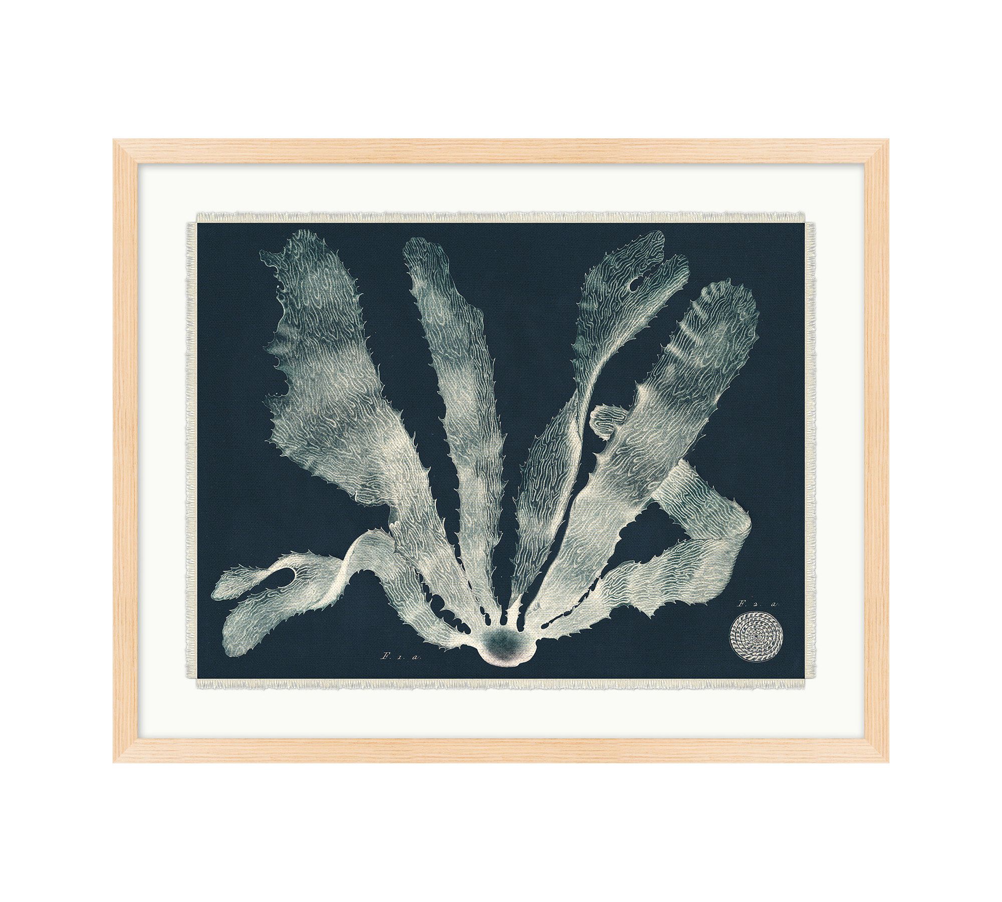 Sea Plant On Navy Framed Print