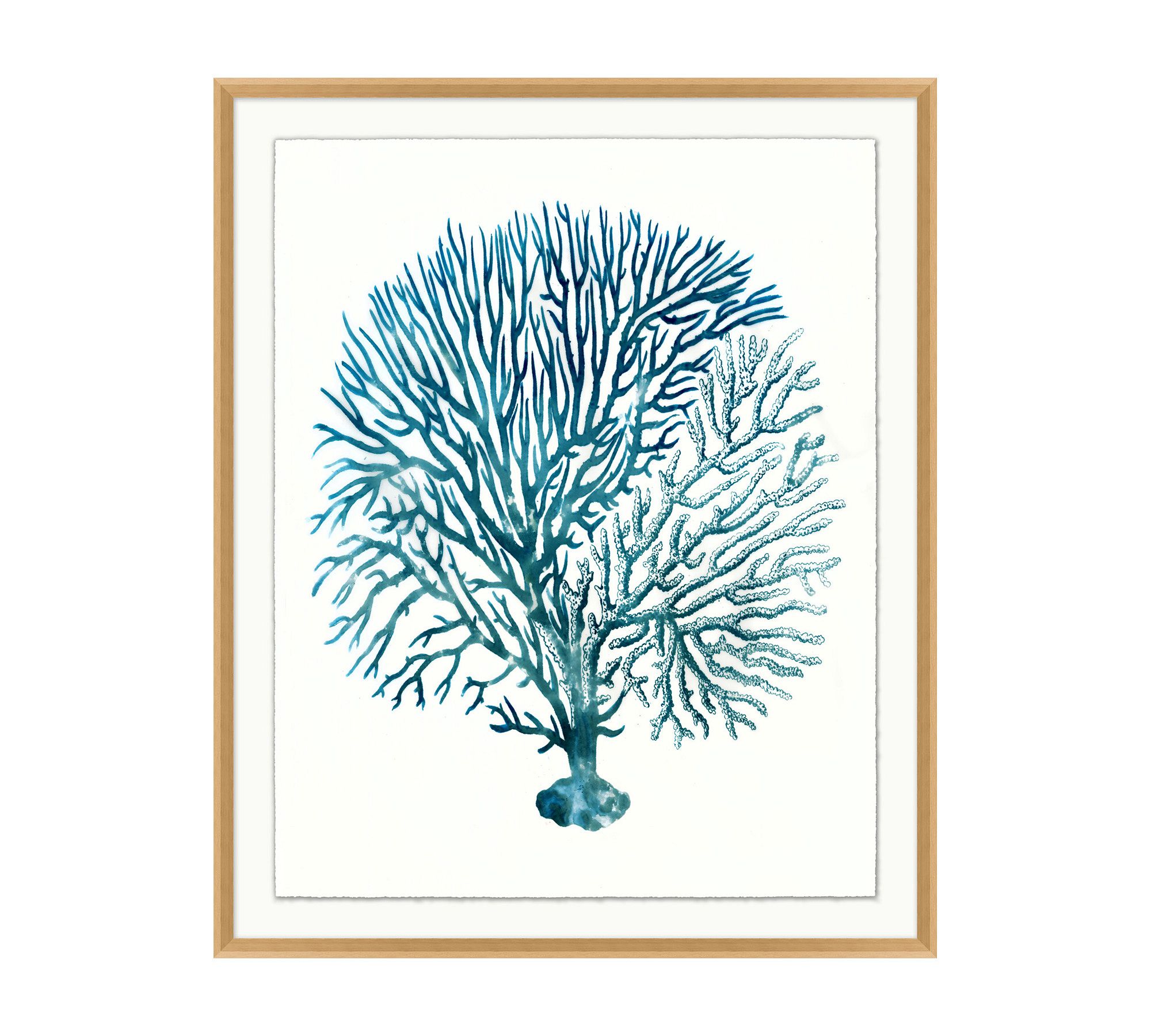 Teal Sea Fan Framed Print