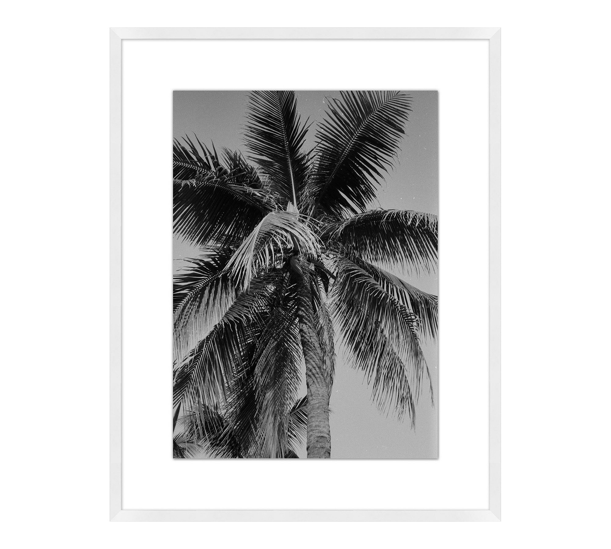 Cropped Palm by Leco Moura