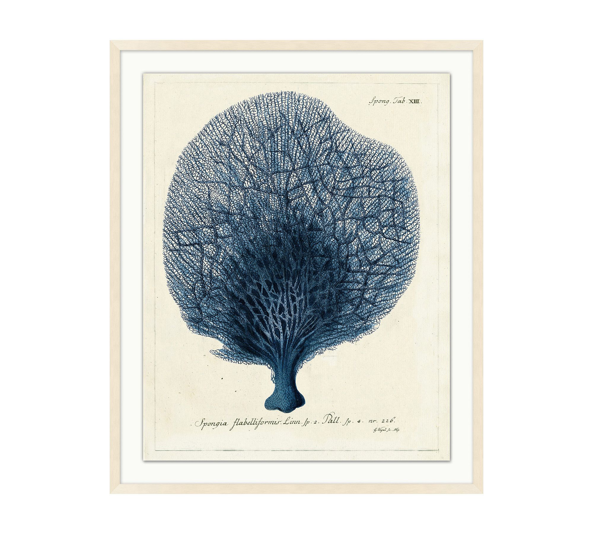 Navy Sea Fan Framed Print