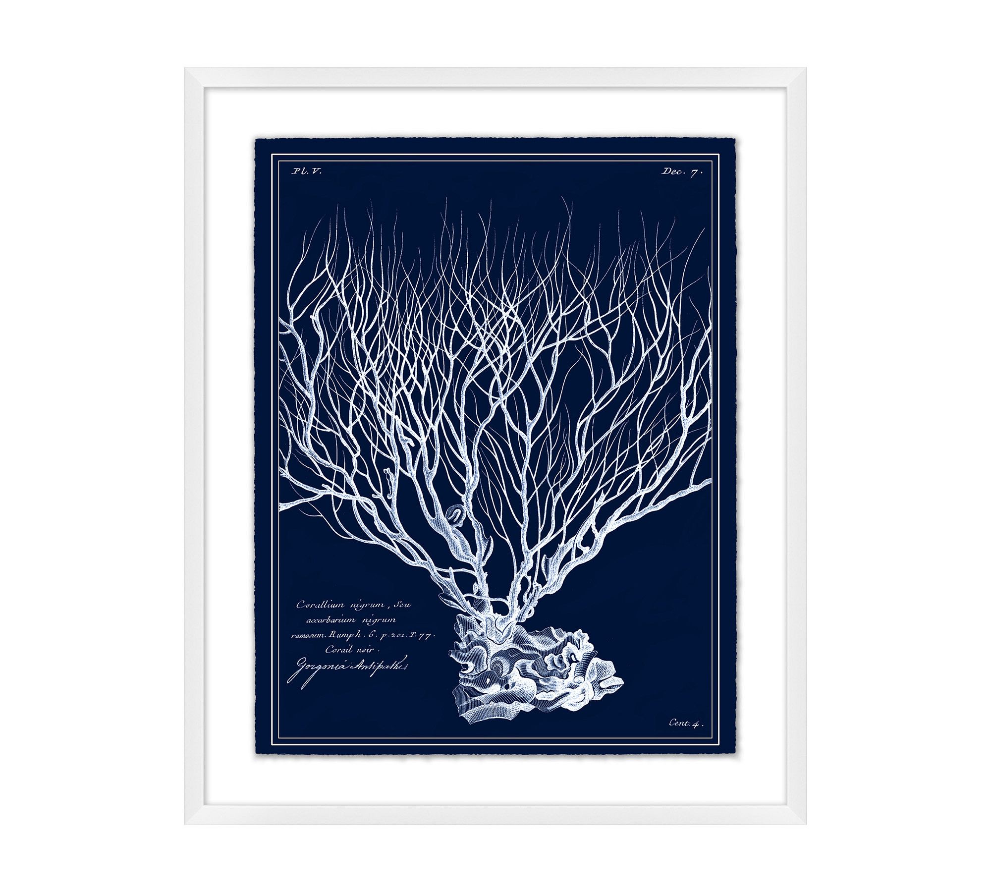 Inverted Sea Fan Framed Print